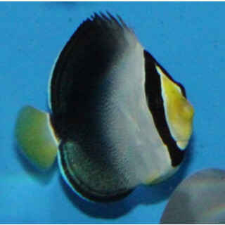 Chaetodontoplus mesoleucus  - Vermiculated angelfish