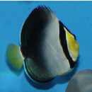 Chaetodontoplus mesoleucus  - Mond-Samtkaiserfisch