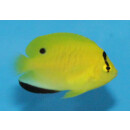 Apolemichthys trimaculatus - Dreipunkt-Rauchkaiserfisch