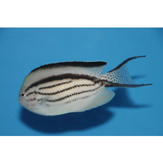 Genicanthus lamarck - Blackstriped angelfish
