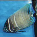 Pomacanthus sexstriatus - Sixbar angelfish