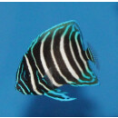 Pomacanthus sexstriatus - Sixbar angelfish