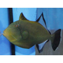 Melichthys niger - Black triggerfish