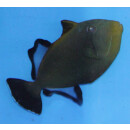 Melichthys niger - Black triggerfish