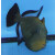 Melichthys niger - Schwarzer Weißbindendrücker