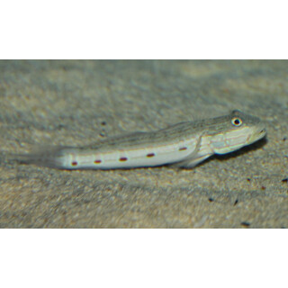 Valenciennea longipinnis - Long-finned goby