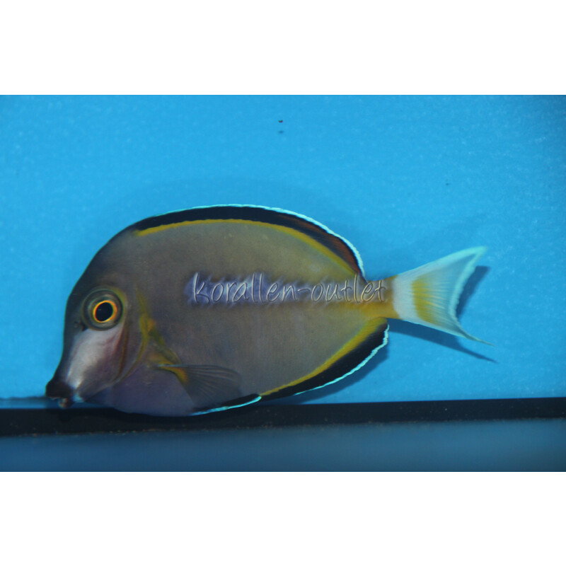 Acanthurus japonicus - Philippinen Doktorfisch