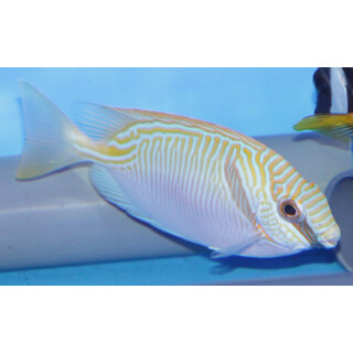 Siganus doliatus - Blaustreifen-Kaninchenfisch (Fiji)