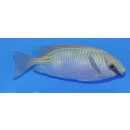 Siganus doliatus - Blaustreifen-Kaninchenfisch (Fiji)
