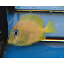 Acanthurus coeruleus - Blauer-Doktorfisch
