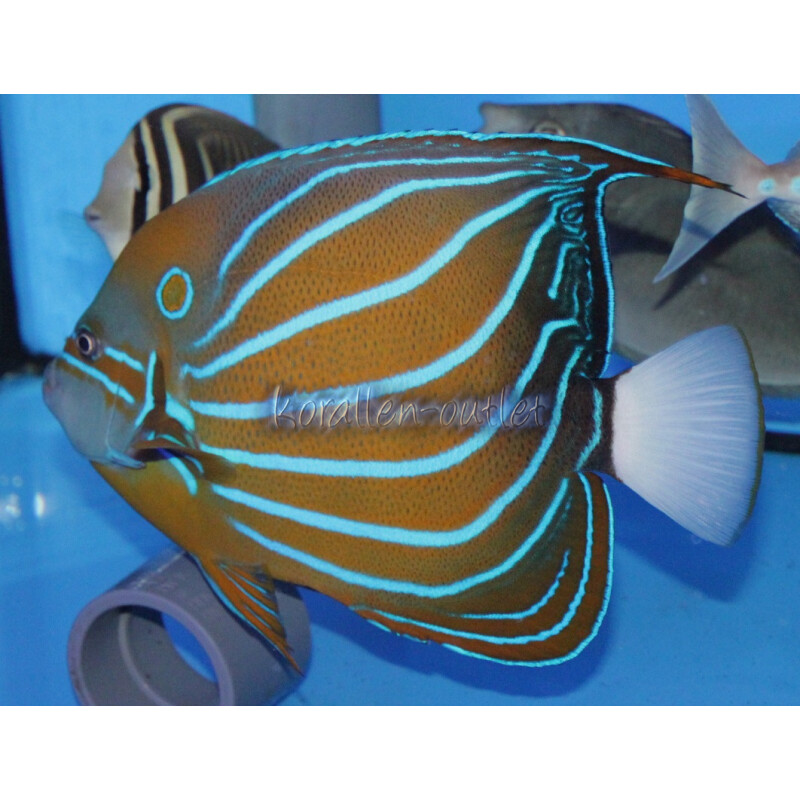 Pomacanthus annularis - Ringkaiserfisch