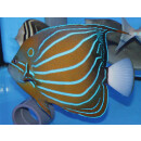 Pomacanthus annularis - Bluering angelfish