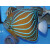 Pomacanthus annularis - Bluering angelfish