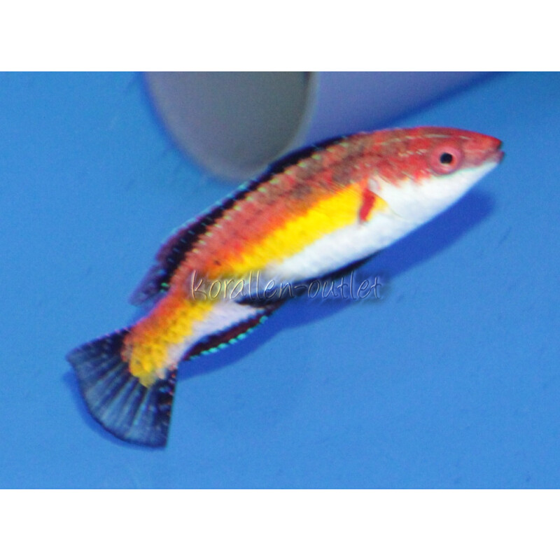 Cirrhilabrus naokoae - Zwerglippfisch
