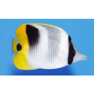 Chaetodon ulietensis - Pacific double-saddle butterflyfish