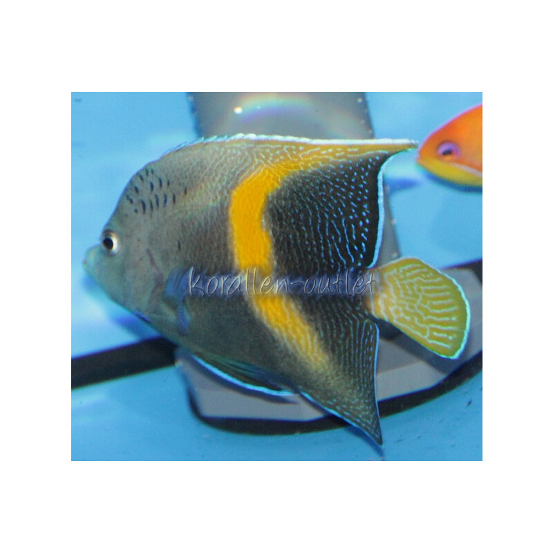 Pomacanthus maculosus - Arabischer Kaiserfisch