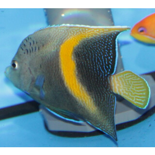 Pomacanthus maculosus - Arabischer Kaiserfisch