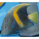 Pomacanthus maculosus - Arabian angelfish