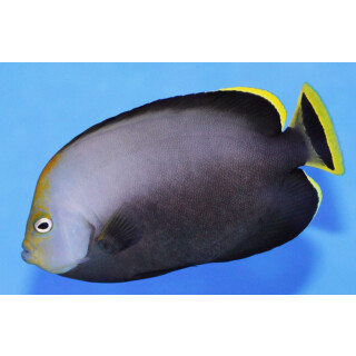 Chaetodontoplus melanosoma - Schwarzer Samtkaiserfisch