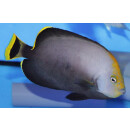 Chaetodontoplus melanosoma - Black-velvet angelfish