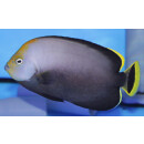 Chaetodontoplus melanosoma - Schwarzer Samtkaiserfisch
