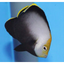 Chaetodontoplus melanosoma - Black-velvet angelfish
