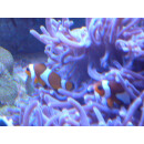 Amphiprion ocellaris - False clown anemonefish (captive...
