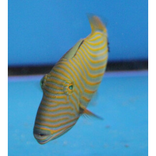 Balistapus undulatus - Orange-lined triggerfish