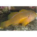 Gobiodon citrinus - Poison goby
