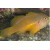 Gobiodon citrinus - Zitronengrundel