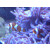 Amphiprion ocellaris - False clown anemonefish small (captive breeding)