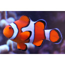 Amphiprion ocellaris - Falscher Clown-Anemonenfisch wild S/M