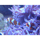 Amphiprion ocellaris - Falscher Clown-Anemonenfisch wild S/M