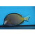 Acanthurus japonicus - Japanese Surgeonfish / Powder Black Surgeon small/medium
