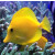 Zebrasoma flavescens - Yellow tang large