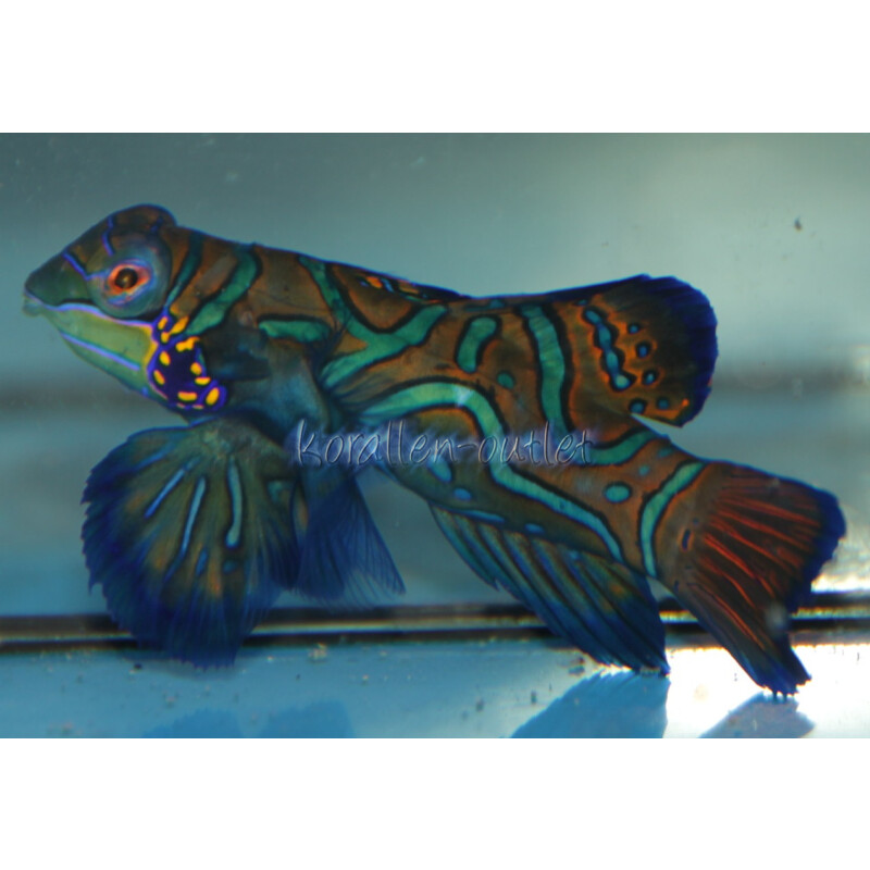 Synchiropus Splendidus - Mandarinfisch Leierfisch