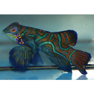 Synchiropus Splendidus - Mandarinfisch Leierfisch Weibchen