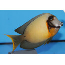 Acanthurus pyroferus - Chocolate surgeonfish adult