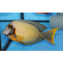 Acanthurus pyroferus - Chocolate surgeonfish adult