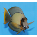 Acanthurus pyroferus - Chocolate surgeonfish adult
