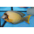 Acanthurus pyroferus - Chocolate surgeonfish adult
