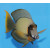 Acanthurus pyroferus - Chocolate surgeonfish adult