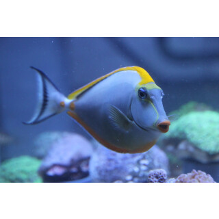 Naso elegans - Orangespine Unicornfish / Lipstick Surgeonfish / Lipstick Tang