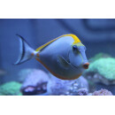 Naso elegans - Orangespine Unicornfish / Lipstick Surgeonfish / Lipstick Tang X-large
