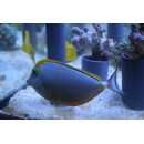 Naso elegans - Orangespine Unicornfish / Lipstick Surgeonfish / Lipstick Tang X-large