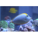 Naso elegans - Orangespine Unicornfish / Lipstick Surgeonfish / Lipstick Tang X-large