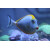 Naso elegans - Orangespine Unicornfish / Lipstick Surgeonfish / Lipstick Tang X-large