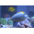 Naso elegans - Orangespine Unicornfish / Lipstick Surgeonfish / Lipstick Tang X-large
