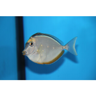 Naso lituratus - Orangespine unicornfish / Lipstick tang