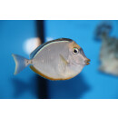 Naso lituratus - Orangespine unicornfish / Lipstick tang small